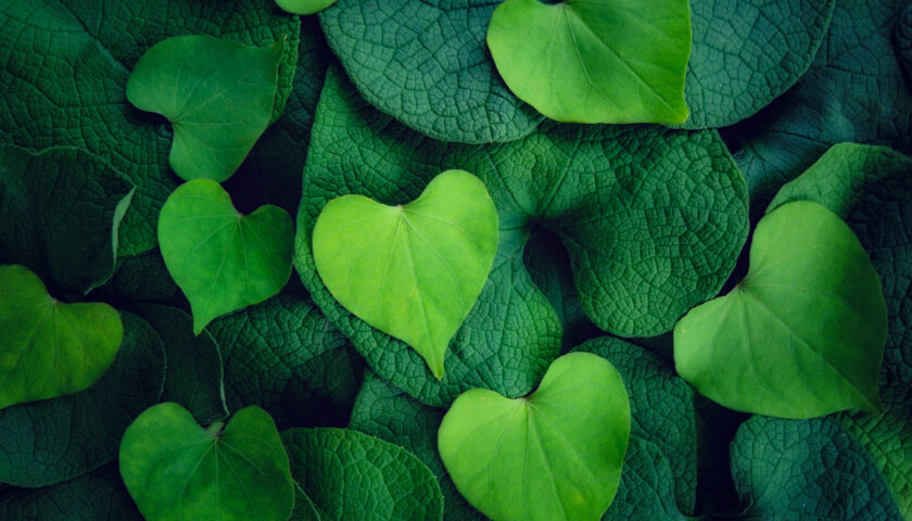 feuilles en forme de cœur