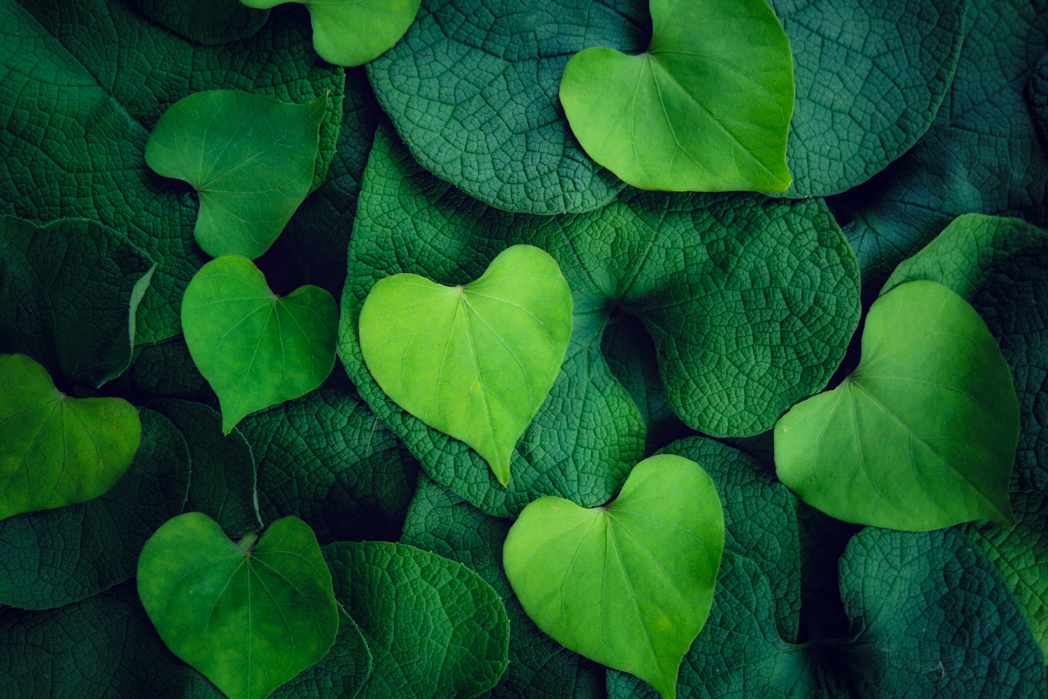 feuilles en forme de cœur